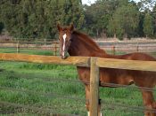 Perfect combination - top rail and 3 runs bi-polar tape