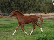 Foxleigh Warmblood Stud, WA