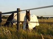 Brown 40mm wide StockGuard electric tape