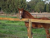 Foxleigh Warmblood Stud, WA