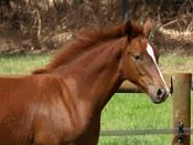 Foxleigh Warmblood Stud, WA