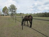 Both permanent and temporary electric fencing solutions