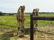 Safe containment, even for camels ........