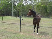 40mm brown electric fence tape on star pickets (concealed)