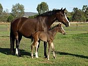Foxleigh Warmblood Stud, WA