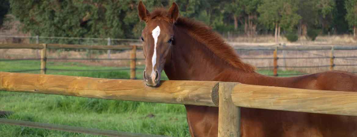 Safe Horse Fencing